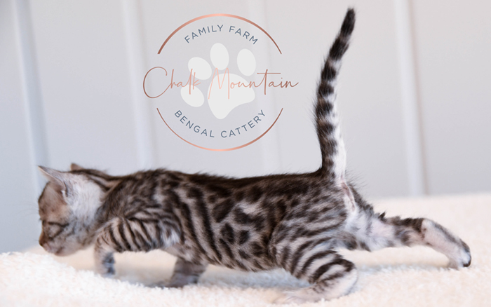 Bengal kitten for sale